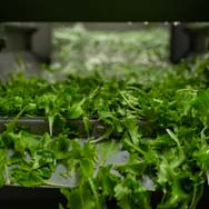 immagine di raccolta