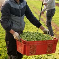 immagine di raccolta