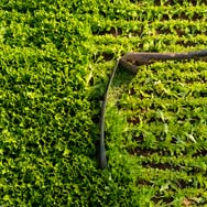 immagine di raccolta