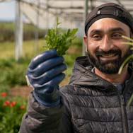 immagine di raccolta