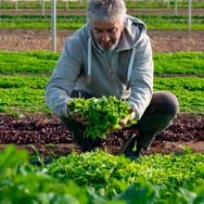 immagine di raccolta