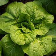 immagine di raccolta