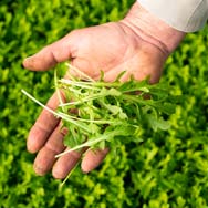 immagine di raccolta